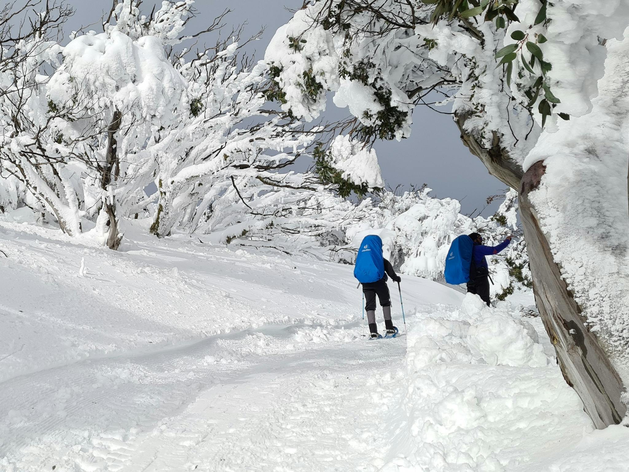 Hikers in winter wonderland.