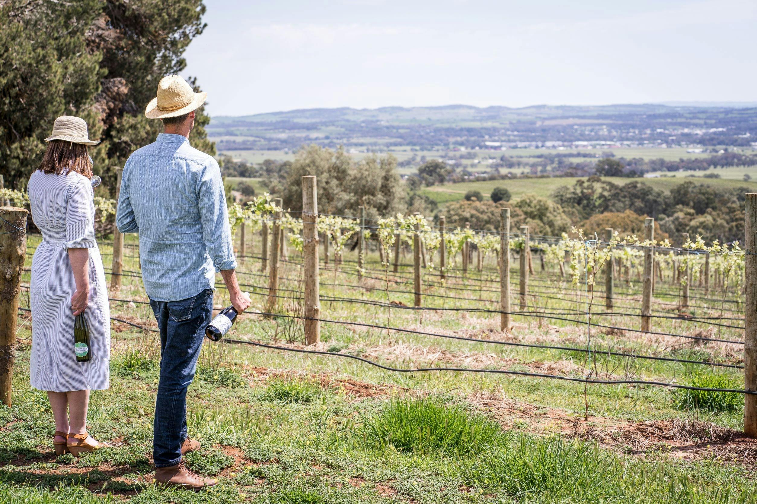 People standing in the Paisley vineyard admiring the view