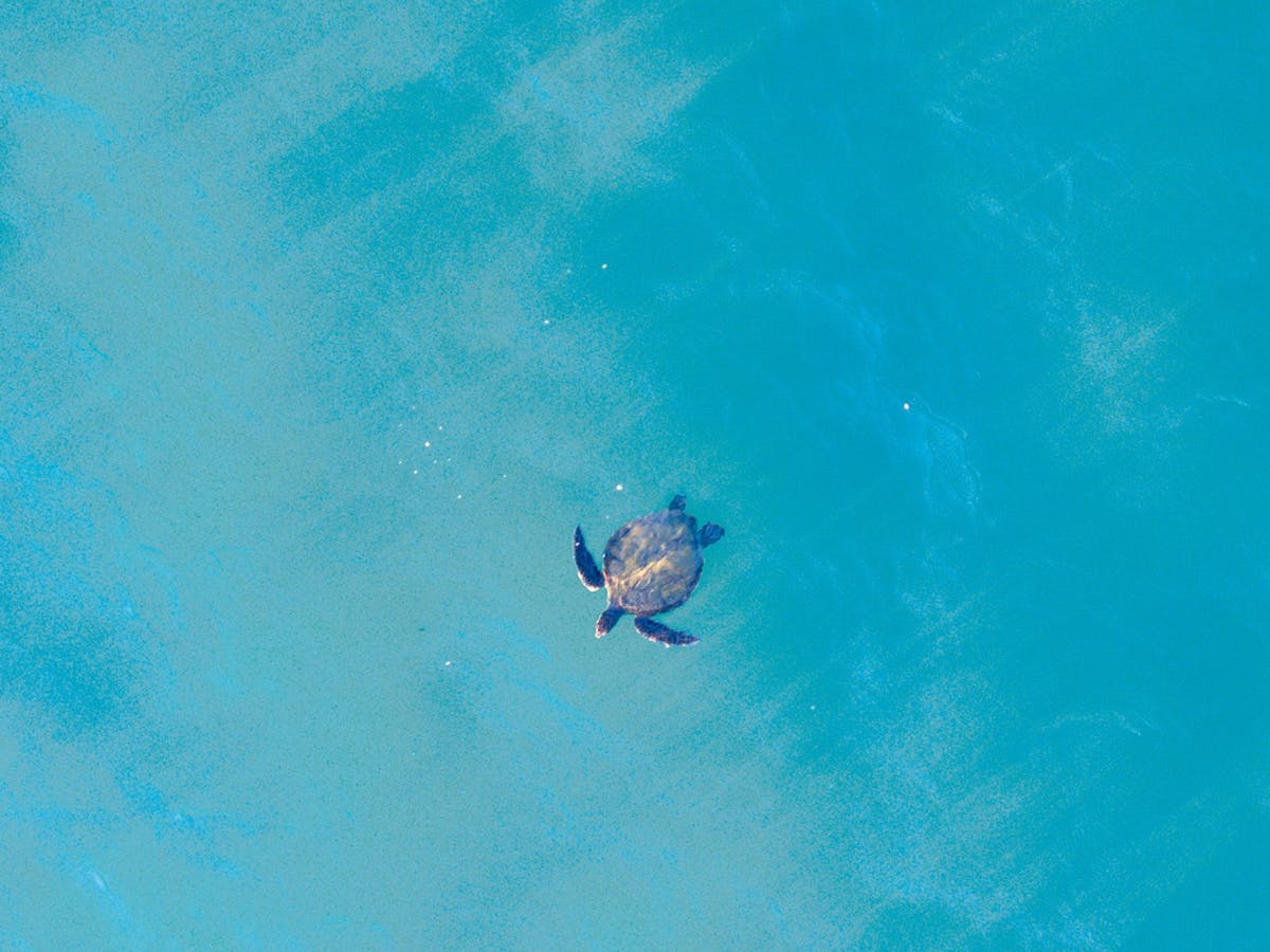 Aerial shot a turtle swimming in the ocean at Double Island Point