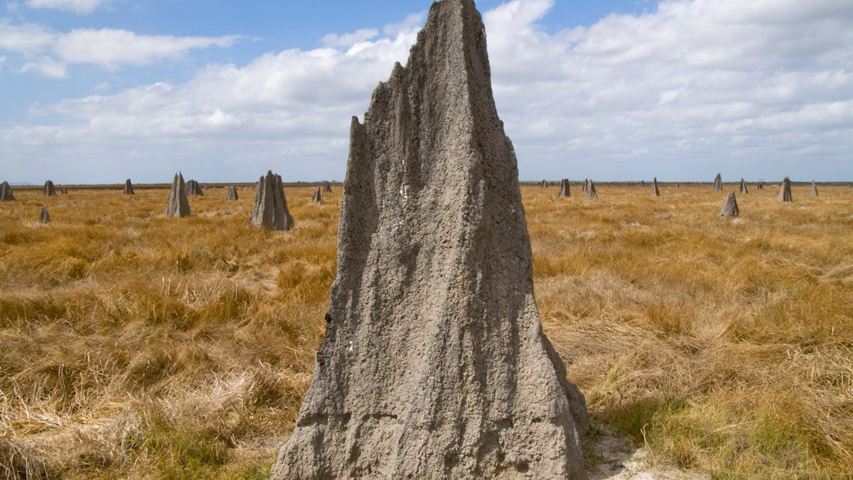 Rinyirru (Lakefield) National Park