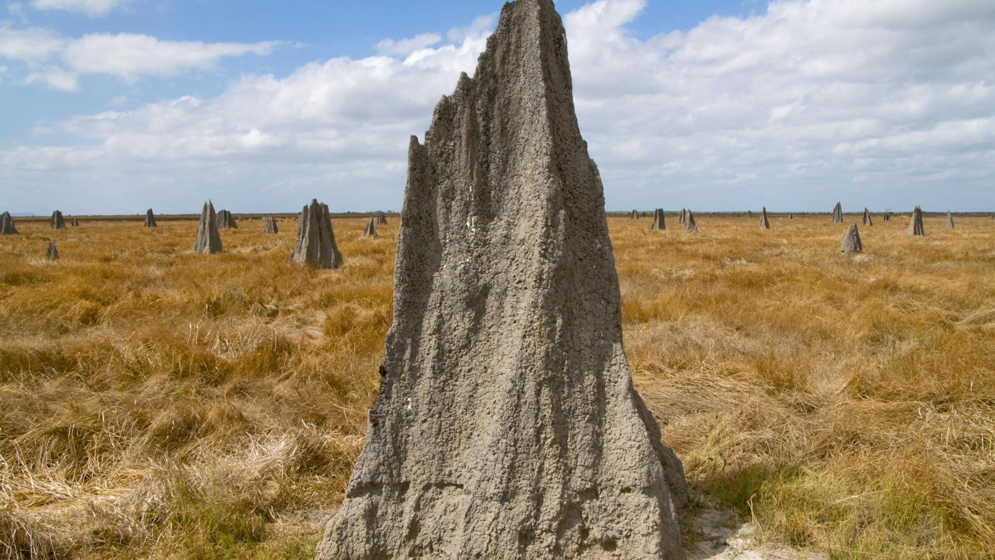 Tall termite mound sits on flat grassy plain with other mounds dotted in distance. Tall termite mound sits on flat grassy plain with other mounds dotted in distance.