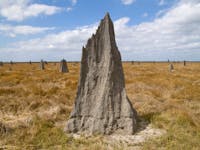 Tall termite mound sits on flat grassy plain with other mounds dotted in distance.