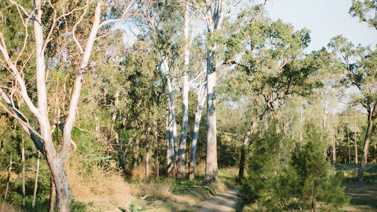 Dirt Road to Kimbala Country Escape surrounded by bushland