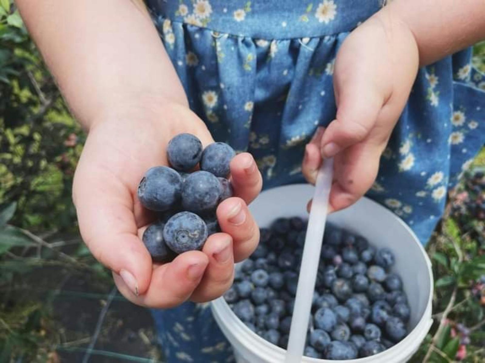 Blueberries at Lavadia
