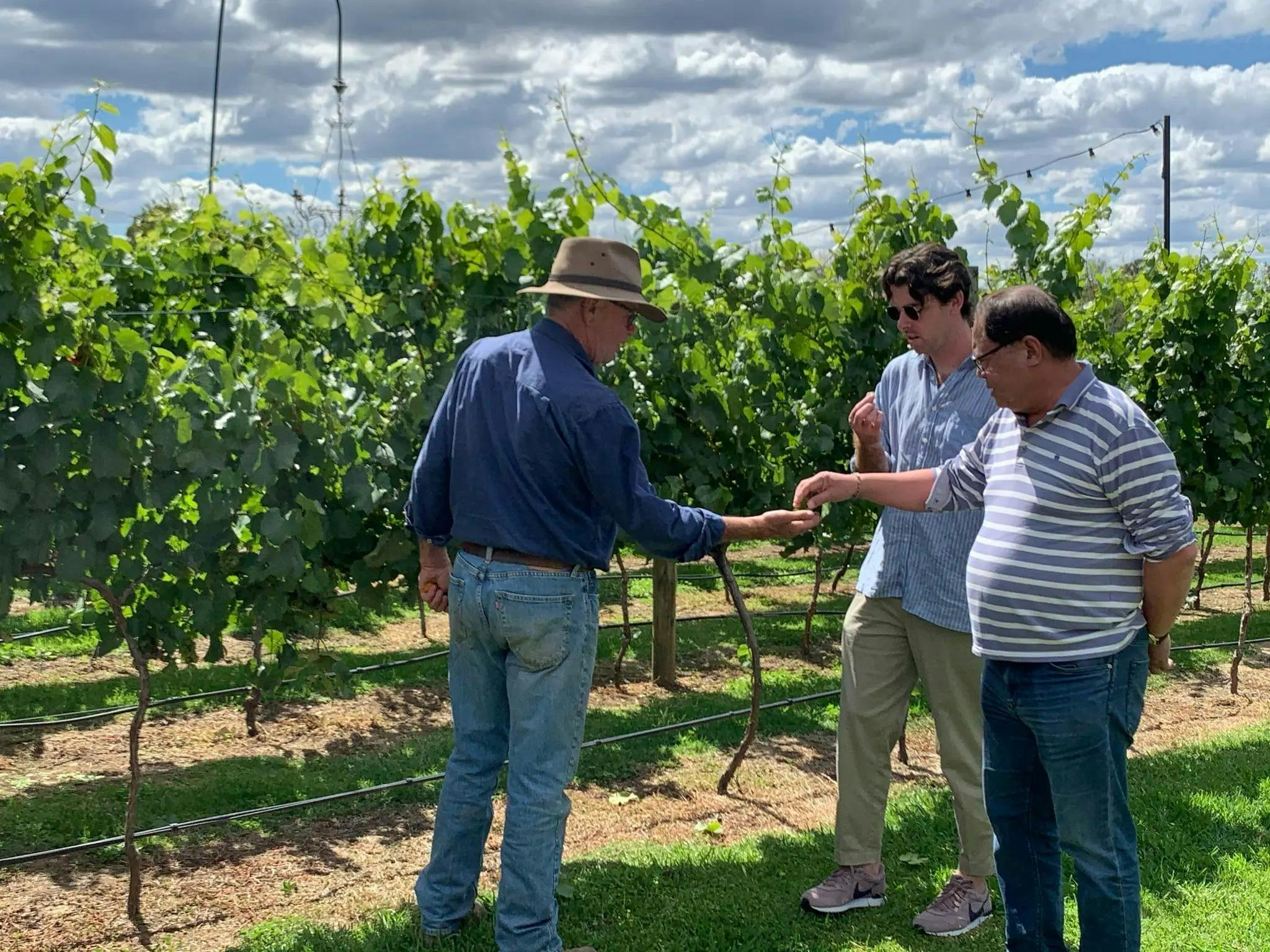 2 men tasting grapes on tour of vineyard with Country Food Trails