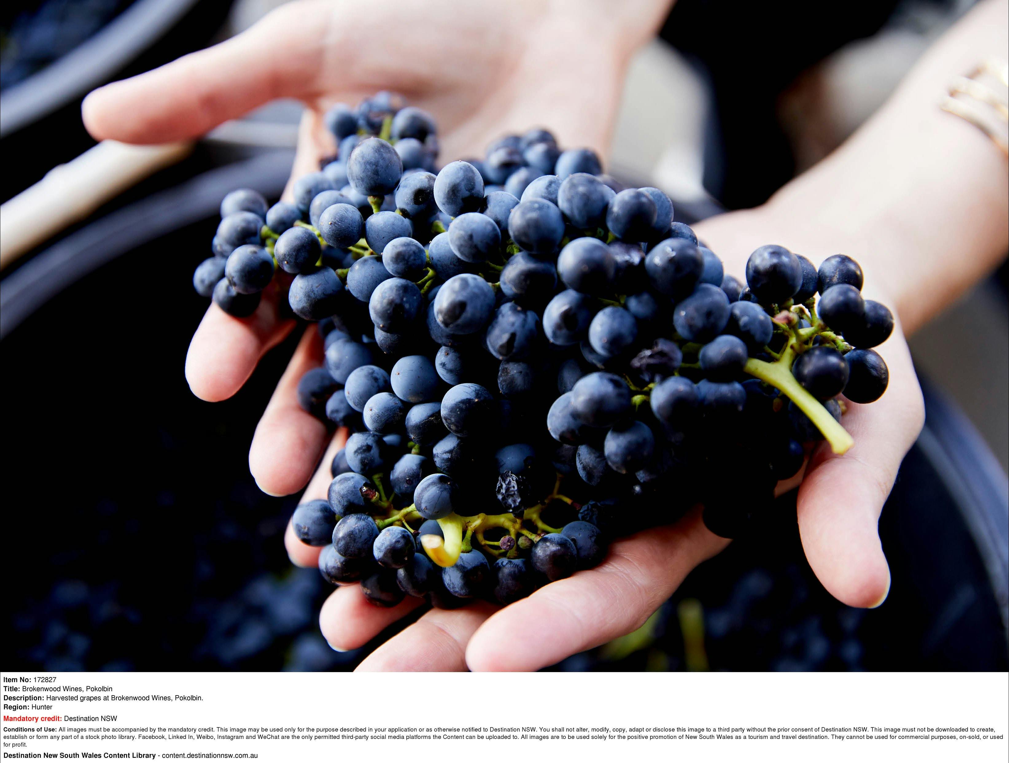 Harvested grapes at Brokenwood Wines, Pokolbin