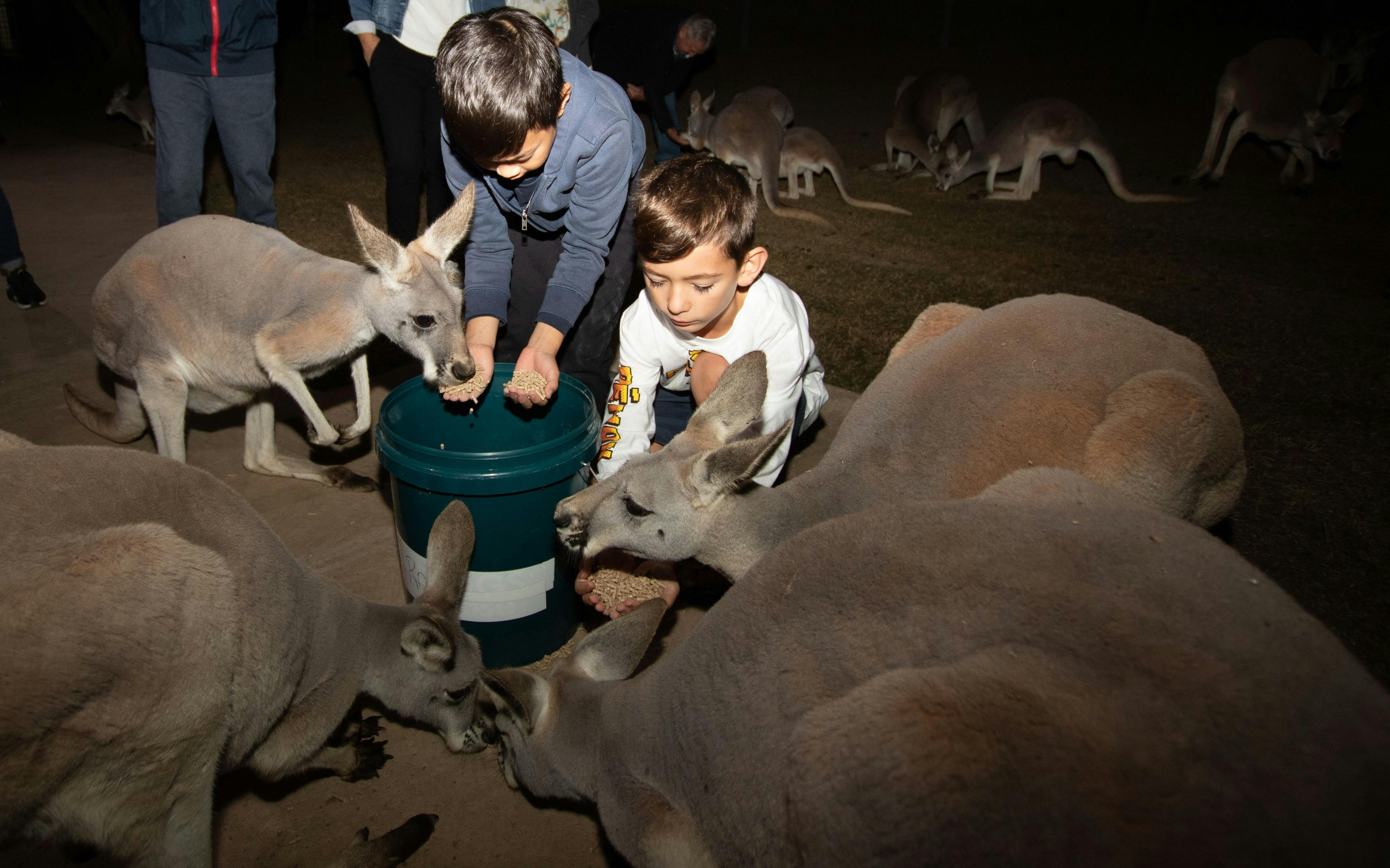 Nighttime kangaroo feeding on Twilight Tour