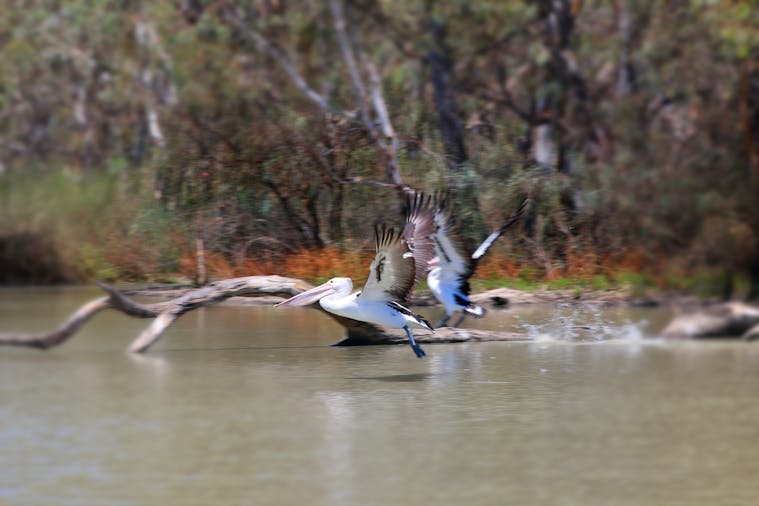 Luxury Wine, River and Wildlife Package
