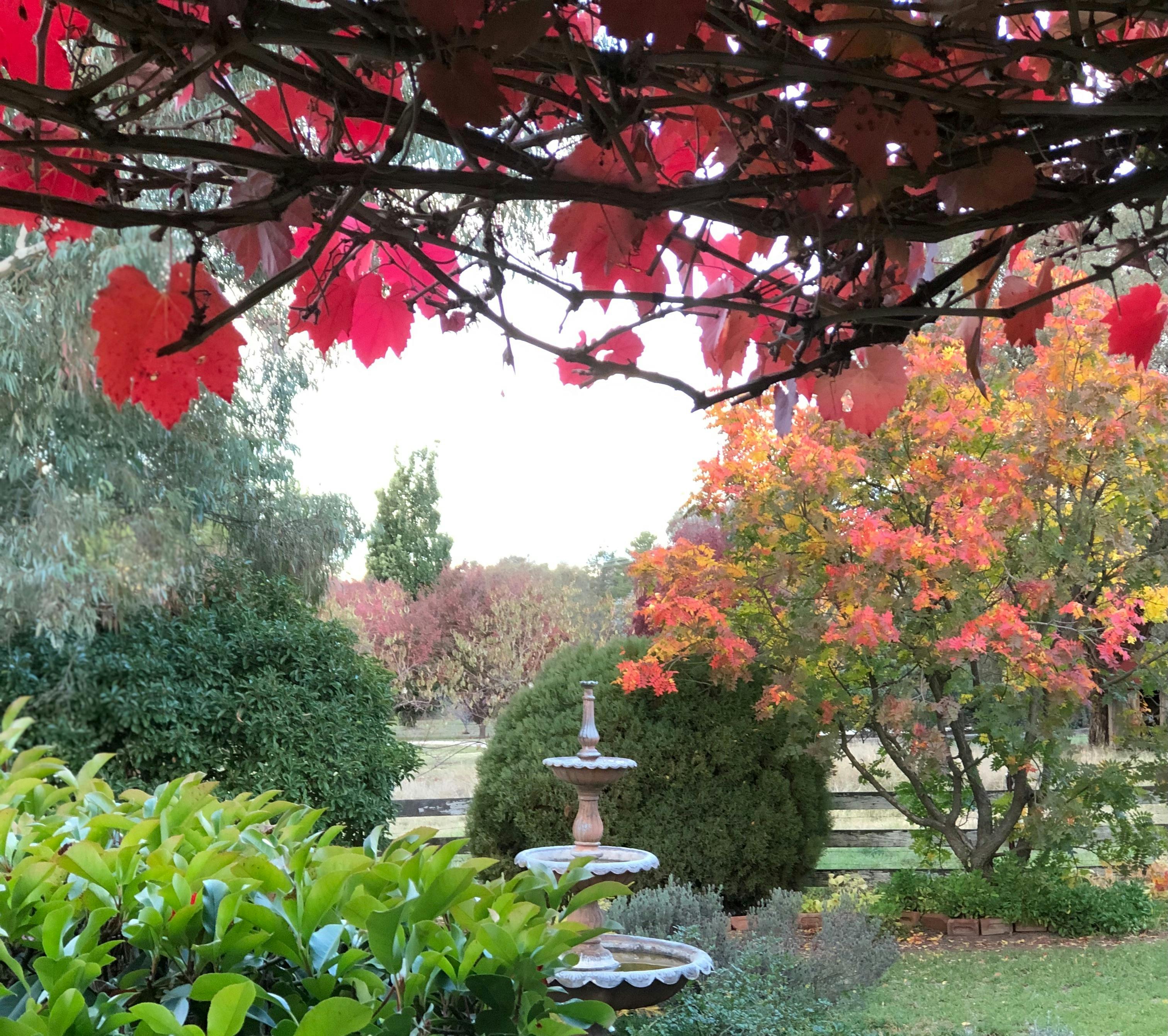 garden with fountain and autumn leaves
