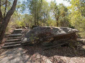 Mooney Mooney nature walk