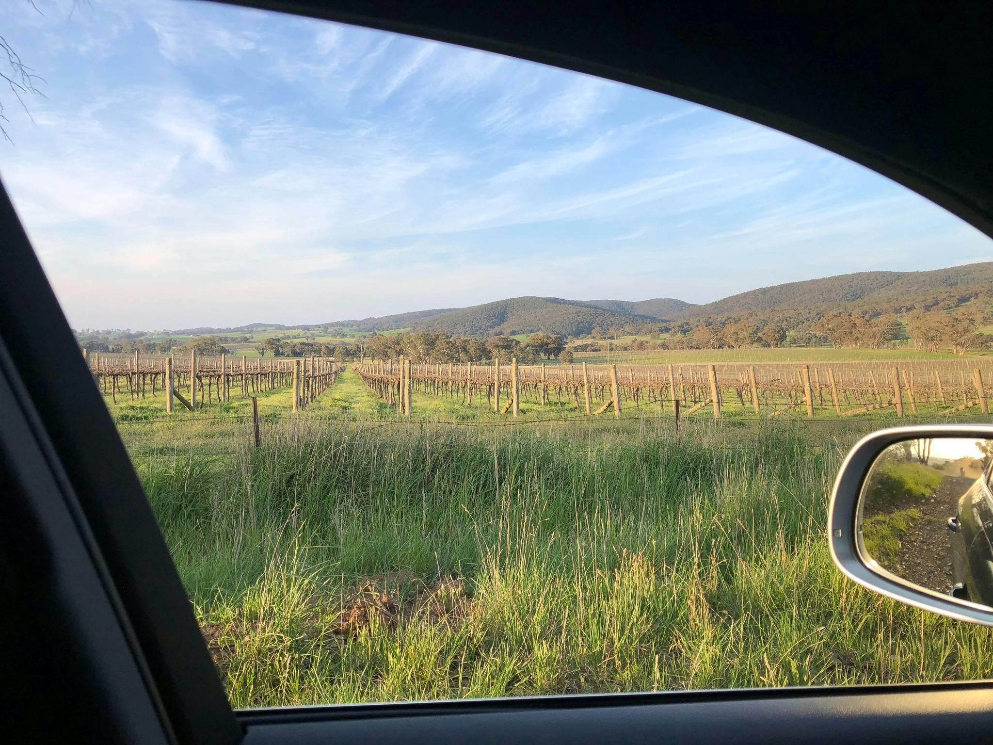 The vineyards of Orange