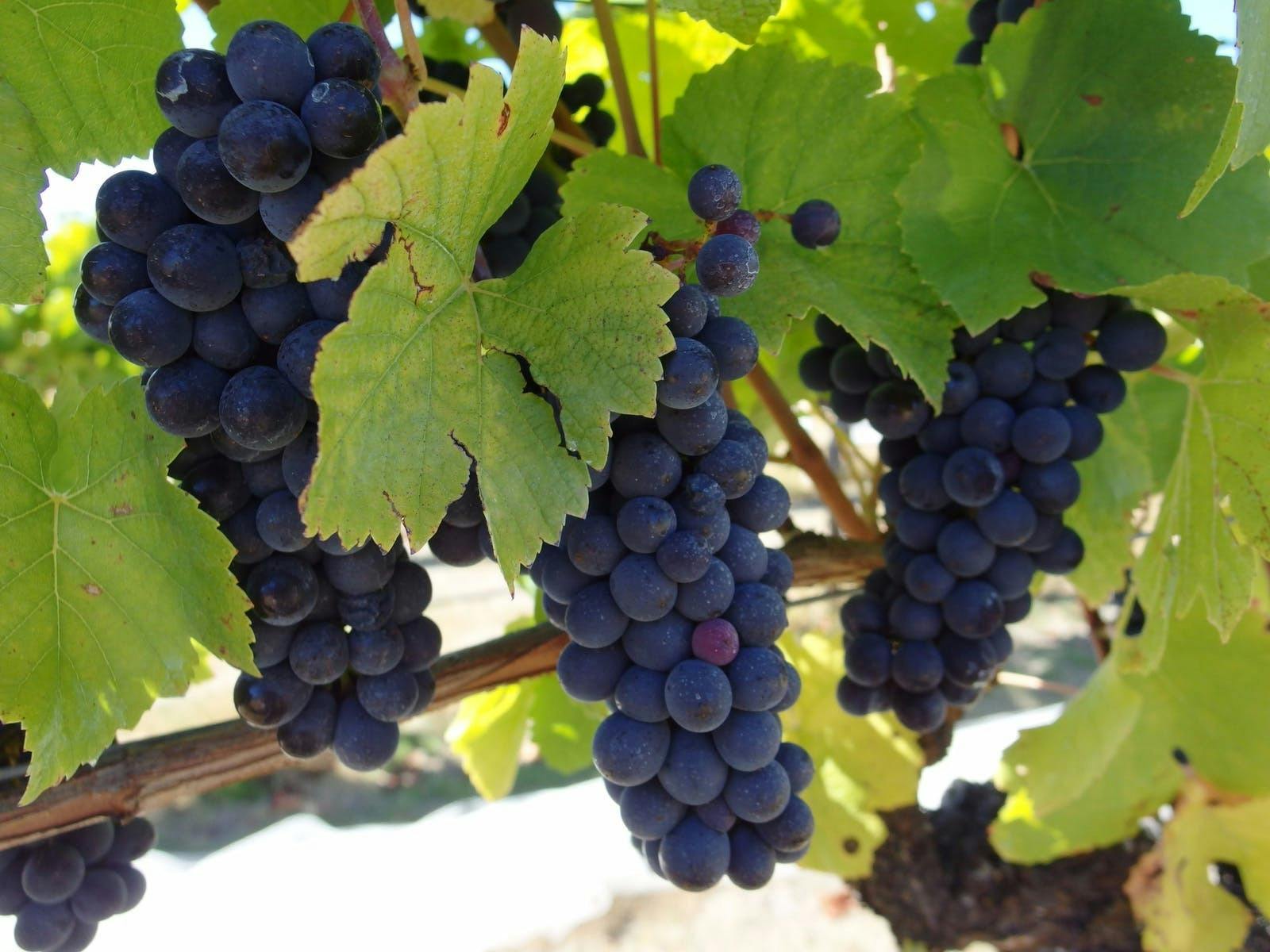 grapes