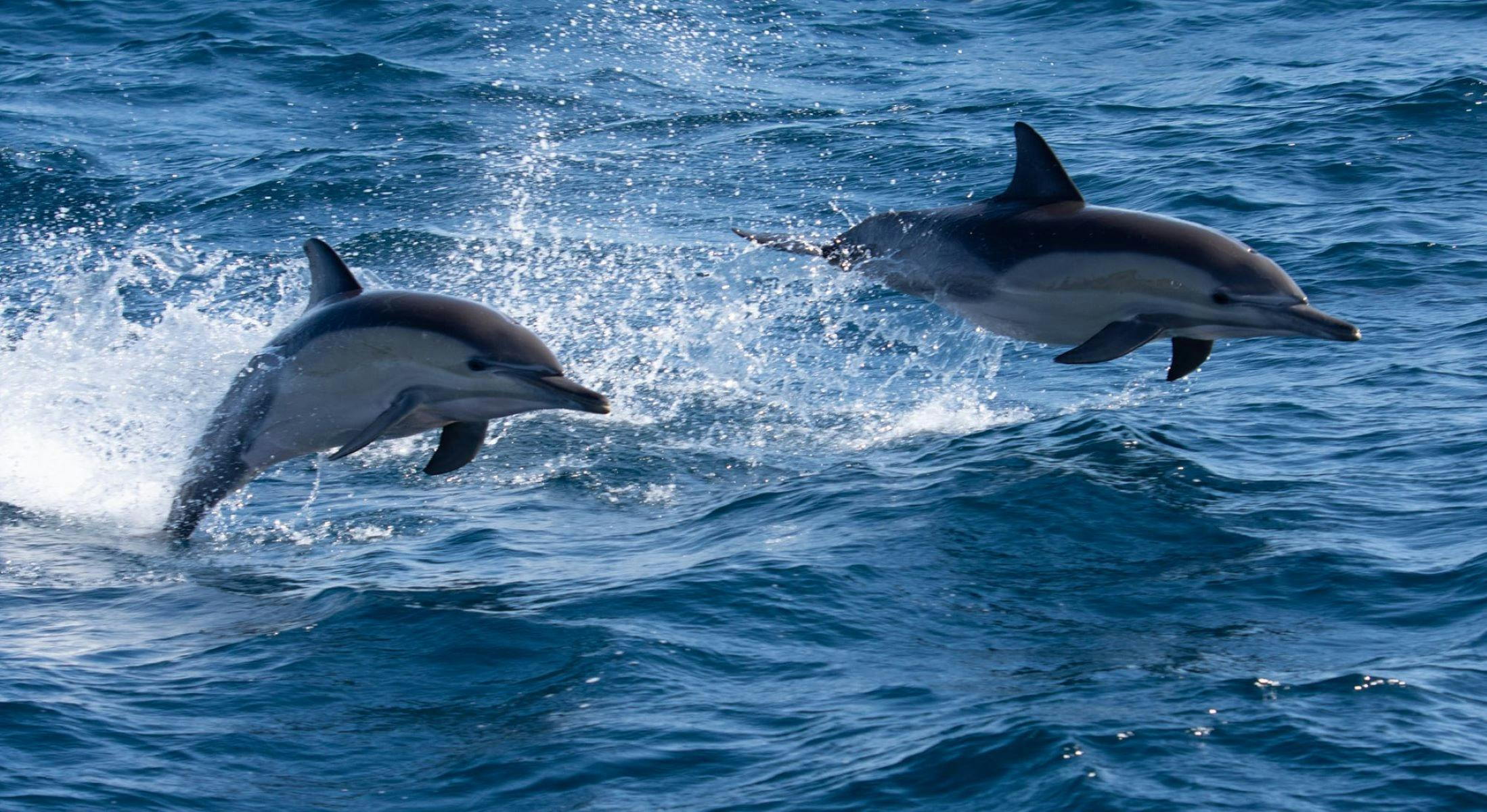 dolphins jumping