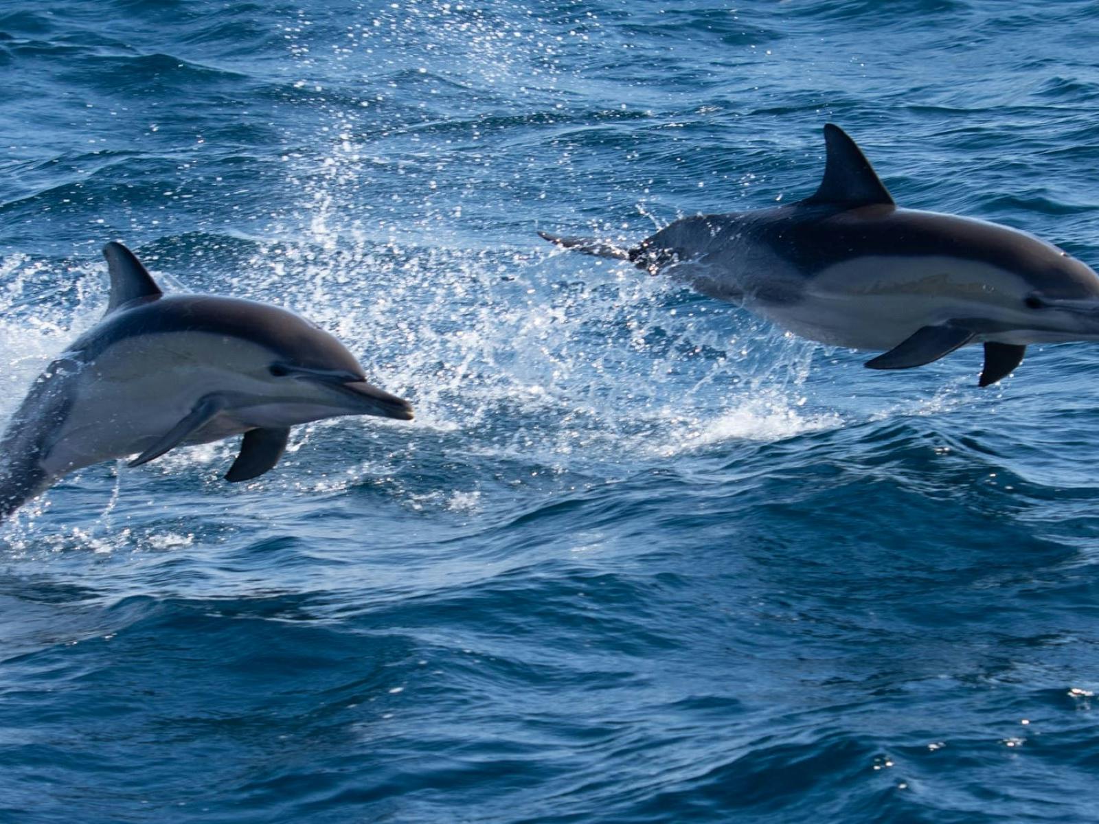 dolphins jumping