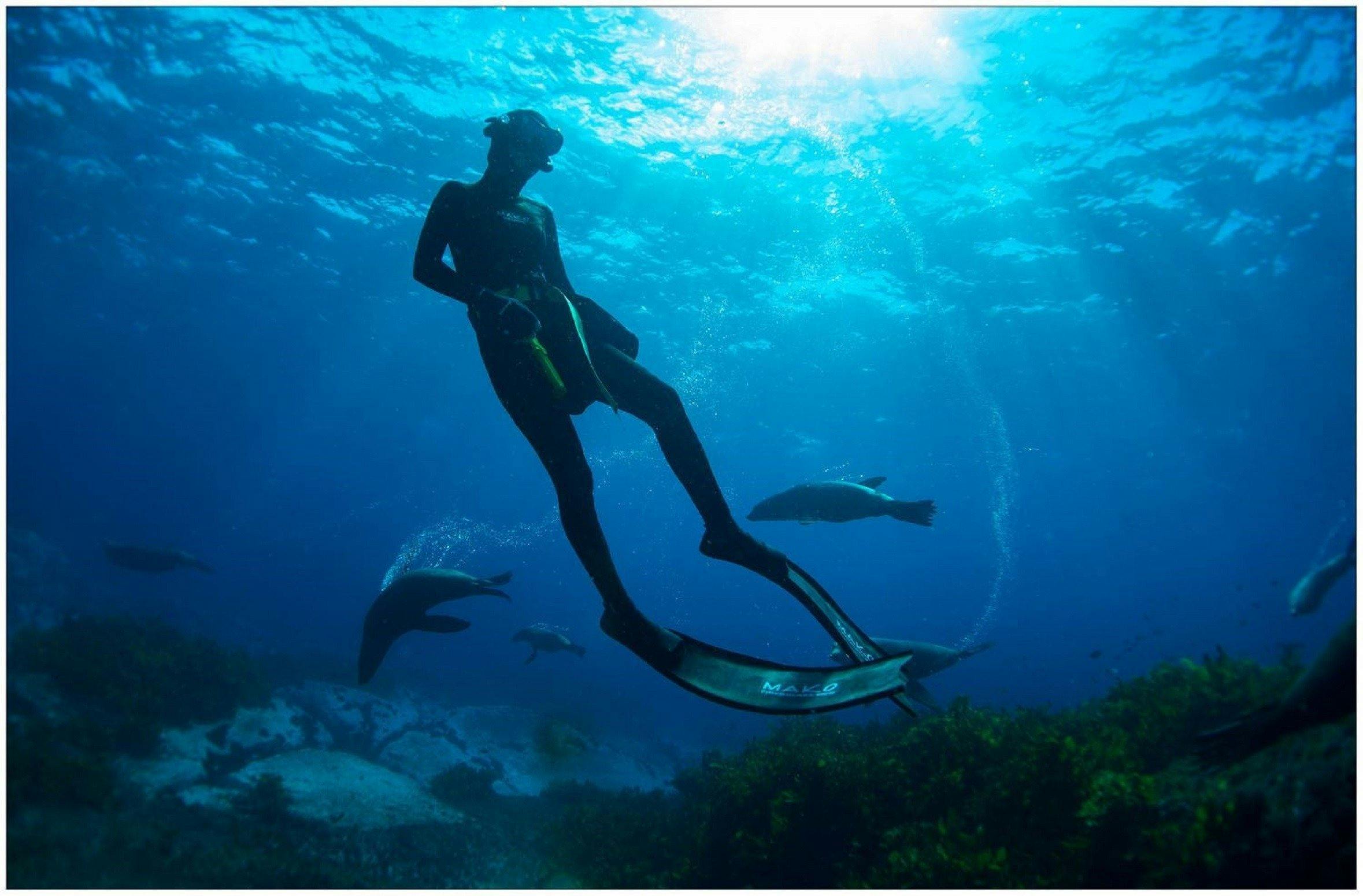 Seal Dive at Montague Island