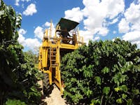 Jaques Coffee Harvester in Action