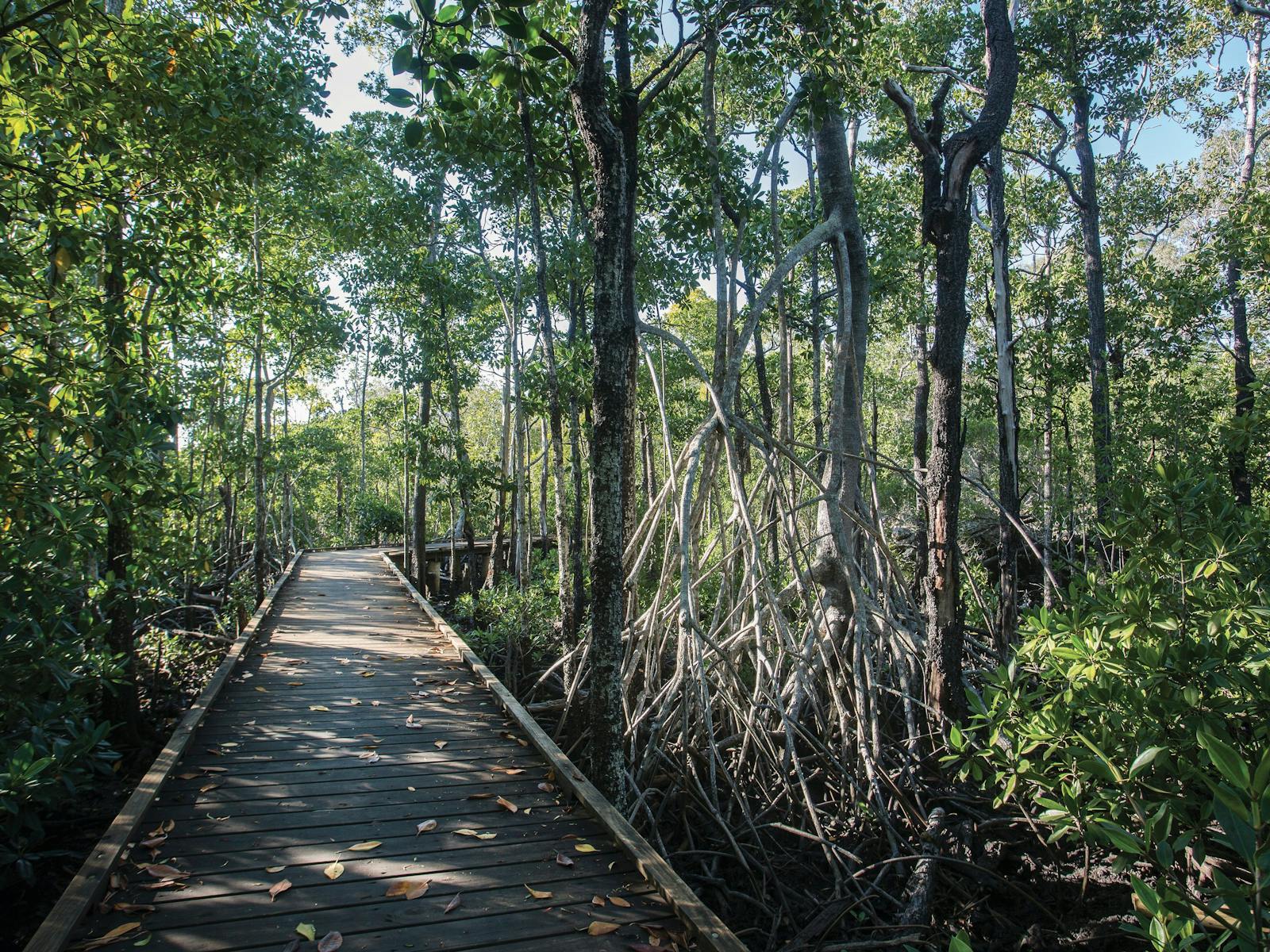 48 hours in Cape Hillsborough and The Hibiscus Coast