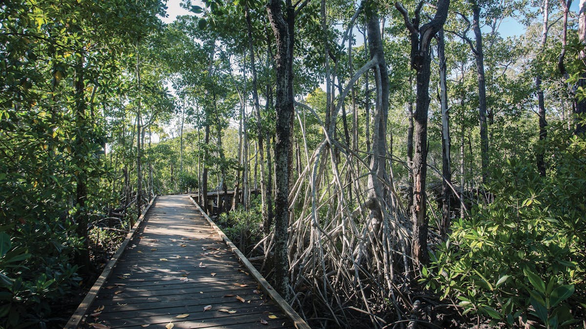 Diversity Trail at Cape Hillsborough National Park Diversity Trail at Cape Hillsborough National Park