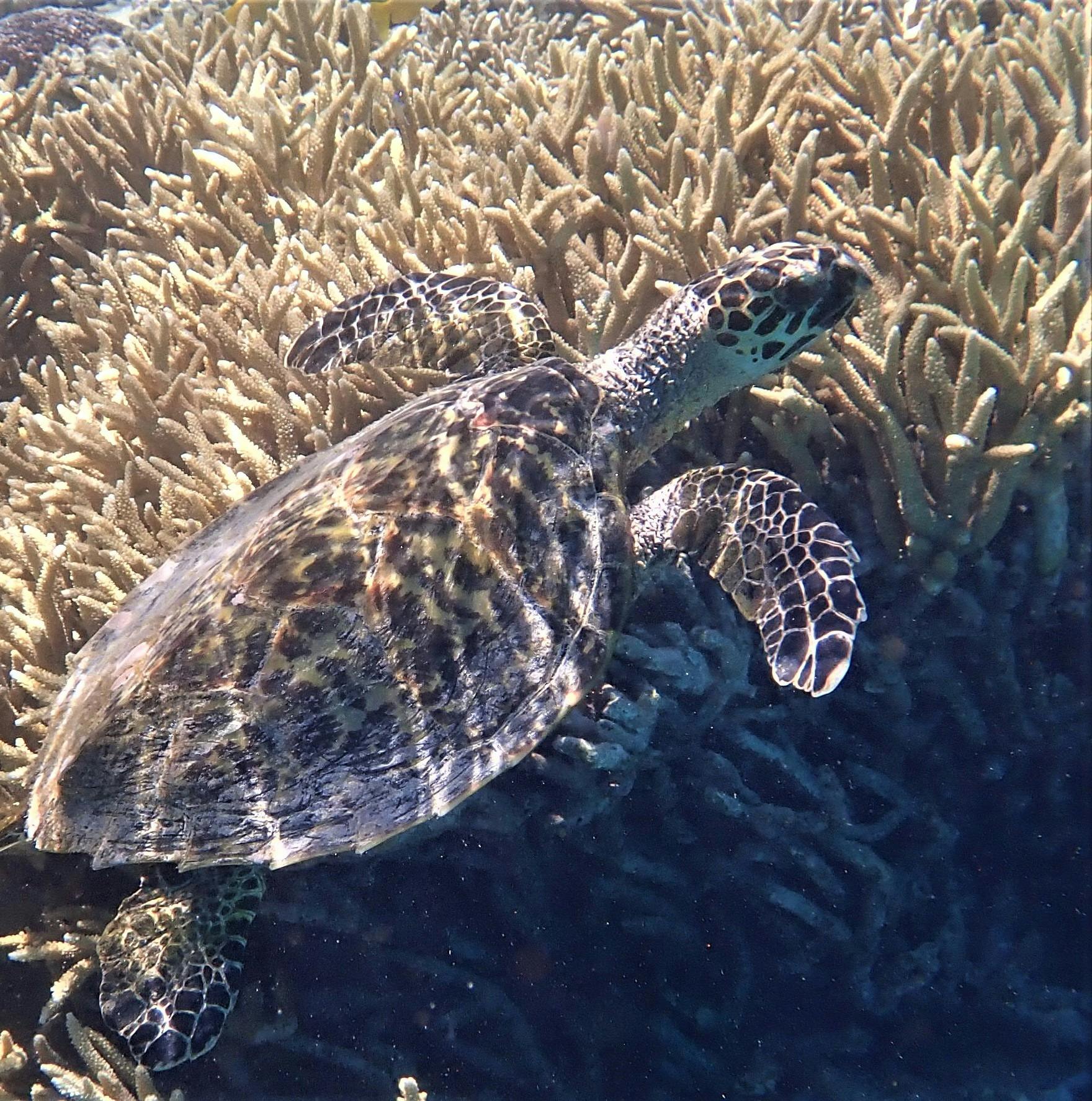 Easily identifiable by it's sharp beak, the Hawksbill Turtle is on the endangered list. u
