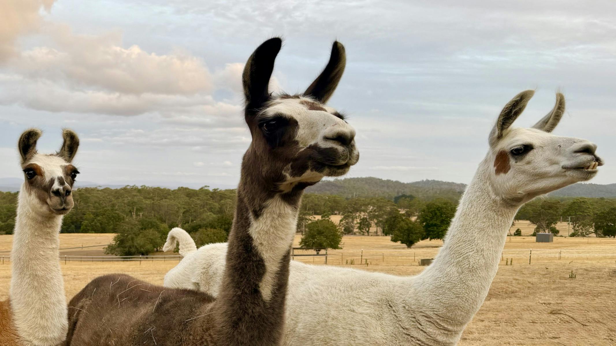 Three llamas
