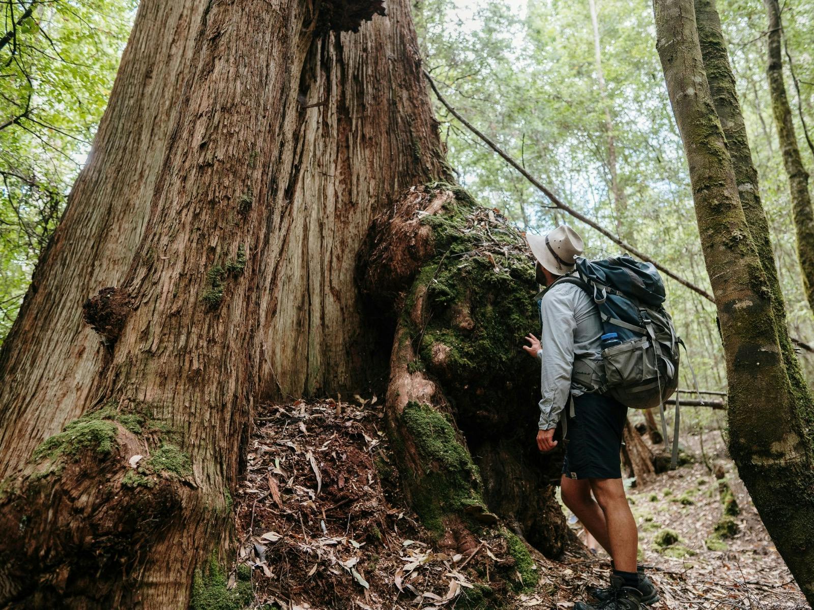Tarkine Trails
