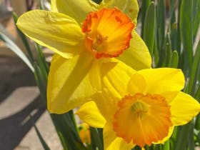 Daffodils at Rydal