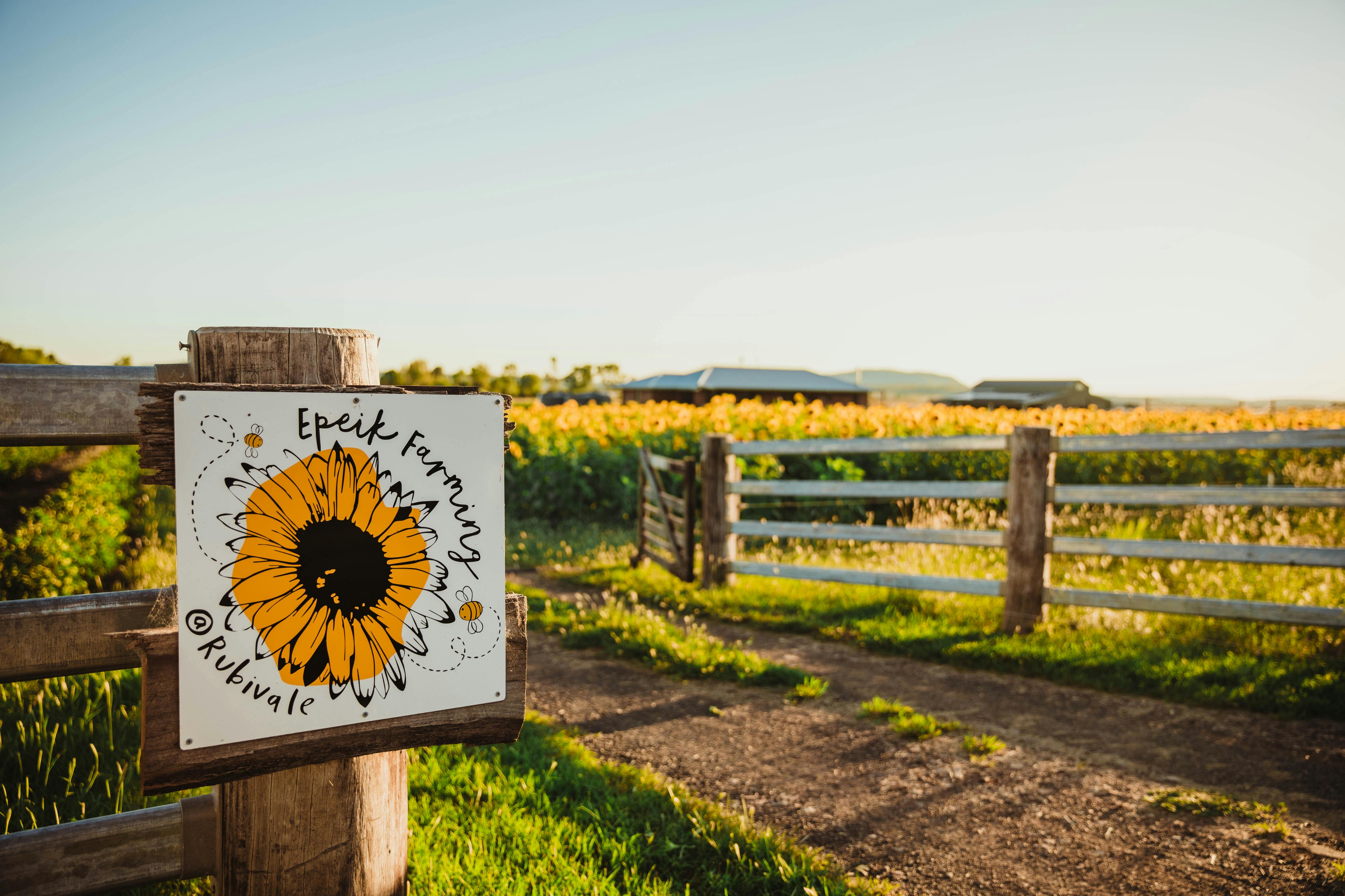 Sunflowers