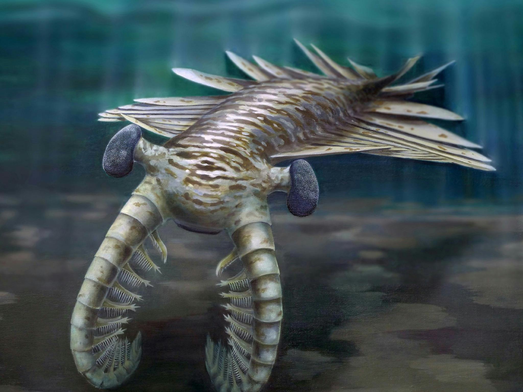 Cambrian Animals: Early complex animals at our doorstep