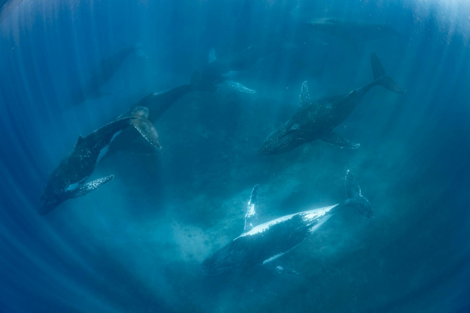 Humpback Whales Swimming together