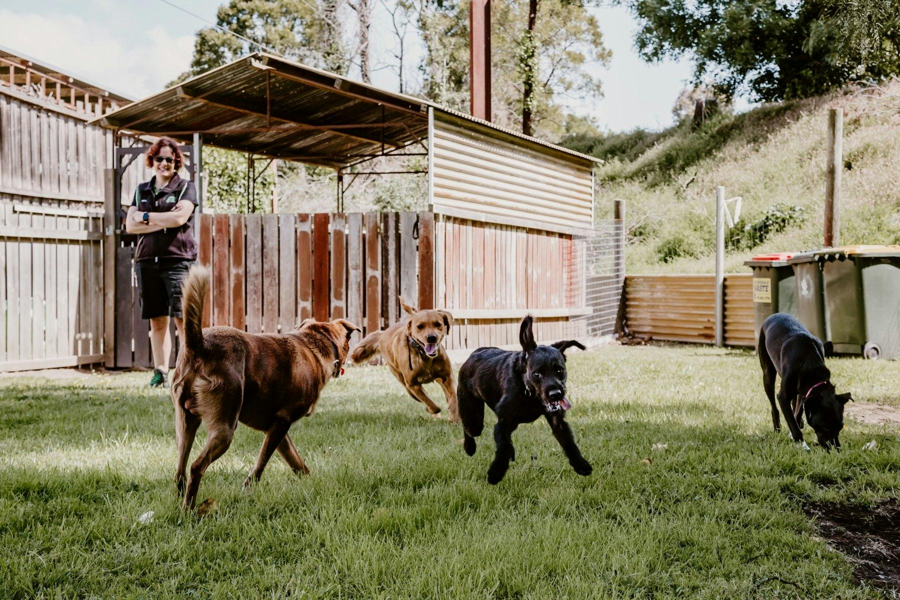 Dogs playing on grass