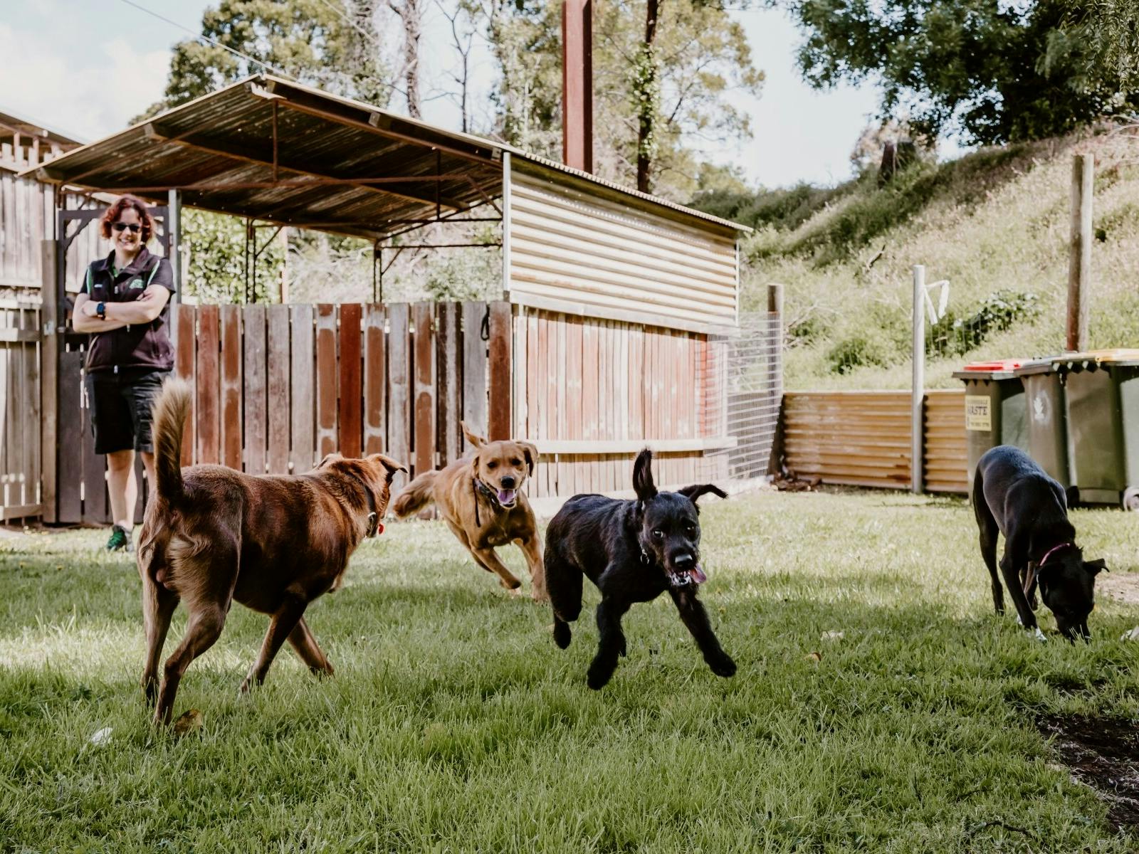 Dogs playing on grass