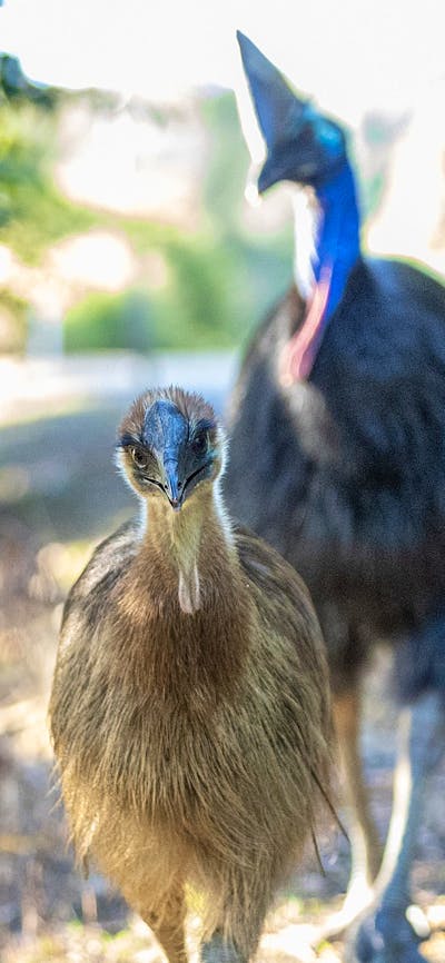 A juvenile cassowary facing the camera with curiousity and an adult cassowary tailing behind.