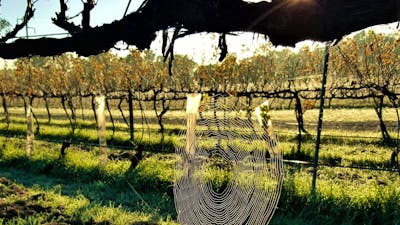 Spider web