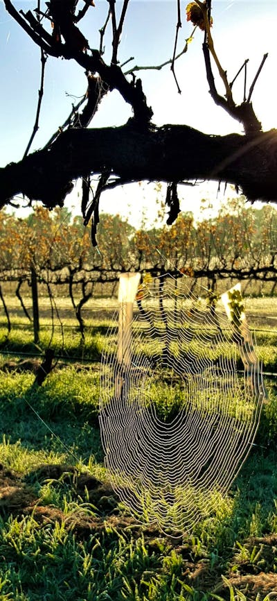 Spider web