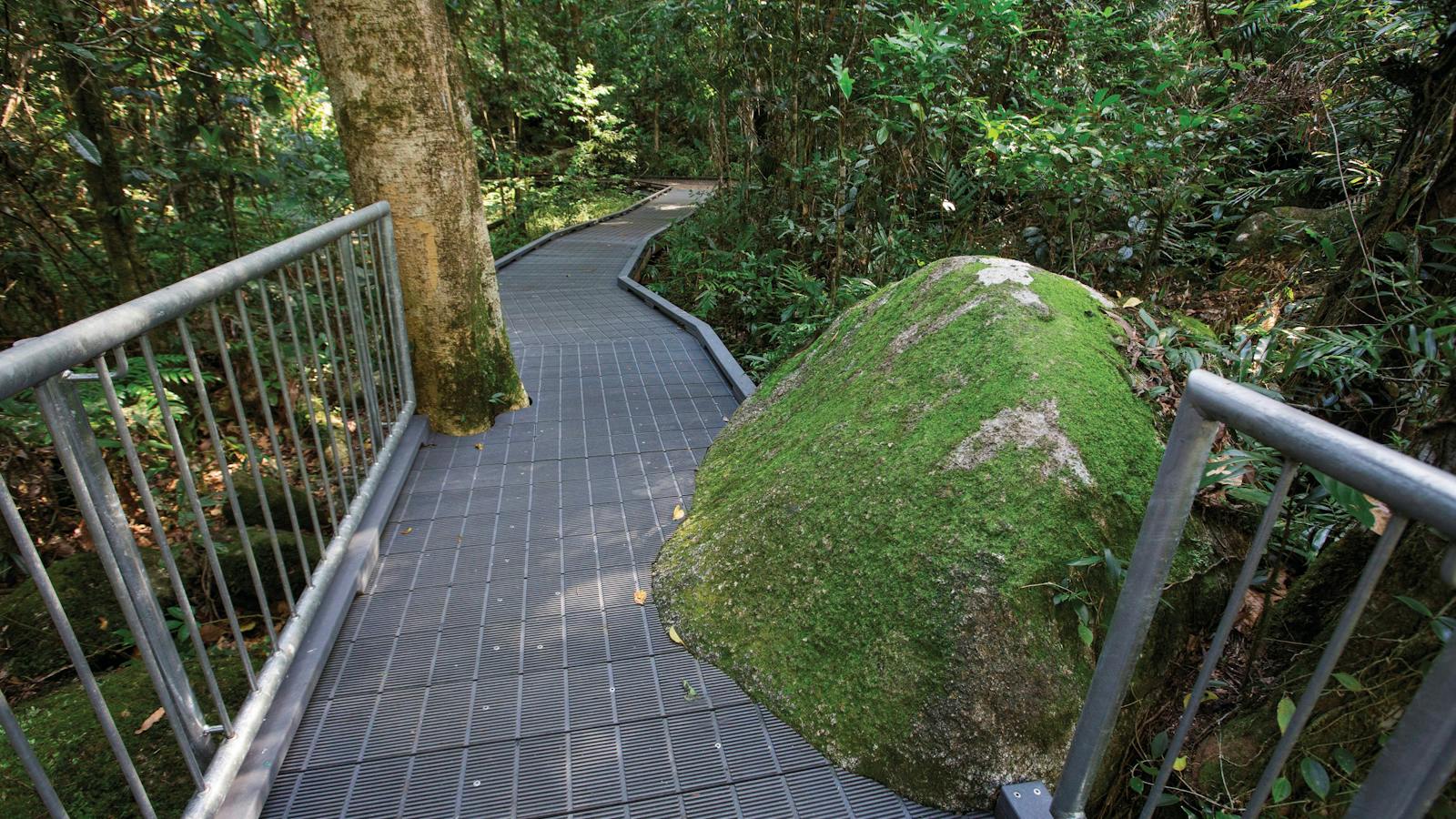 Boardwalk winding around rocks and trees in rainforest.
