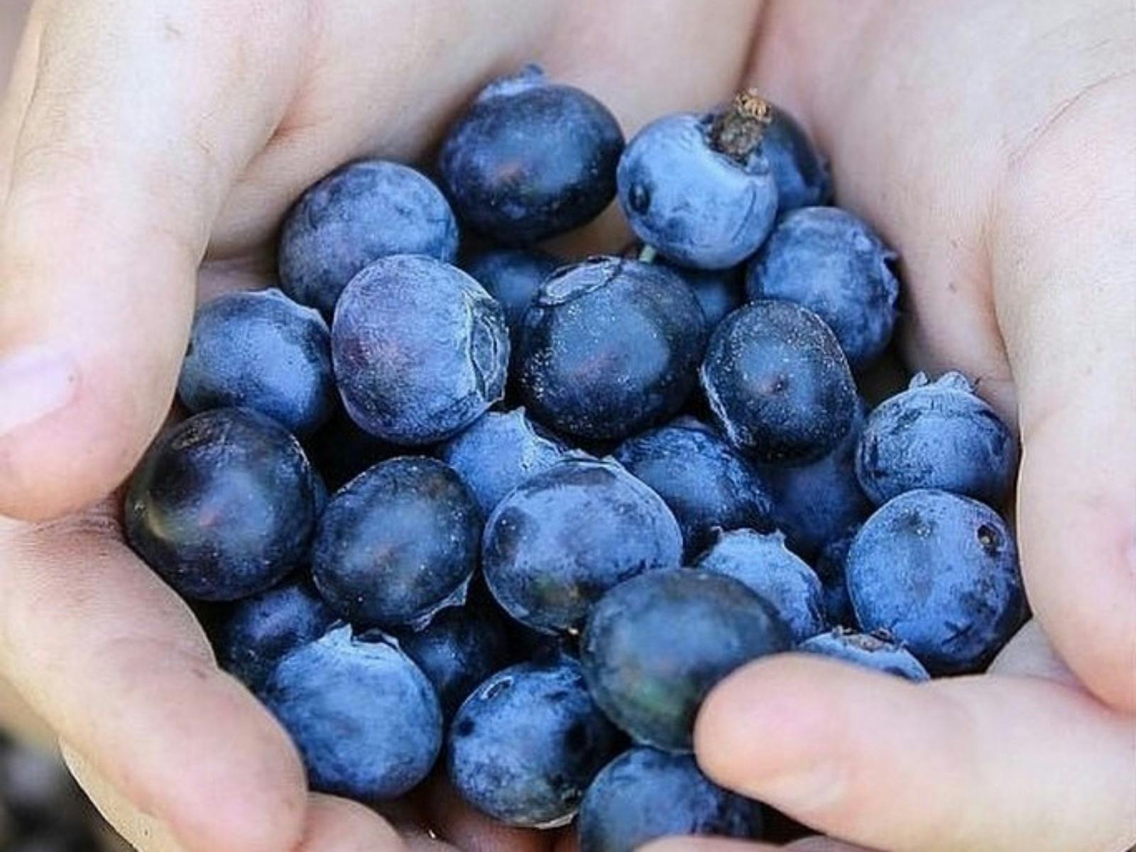 Market Blueberries