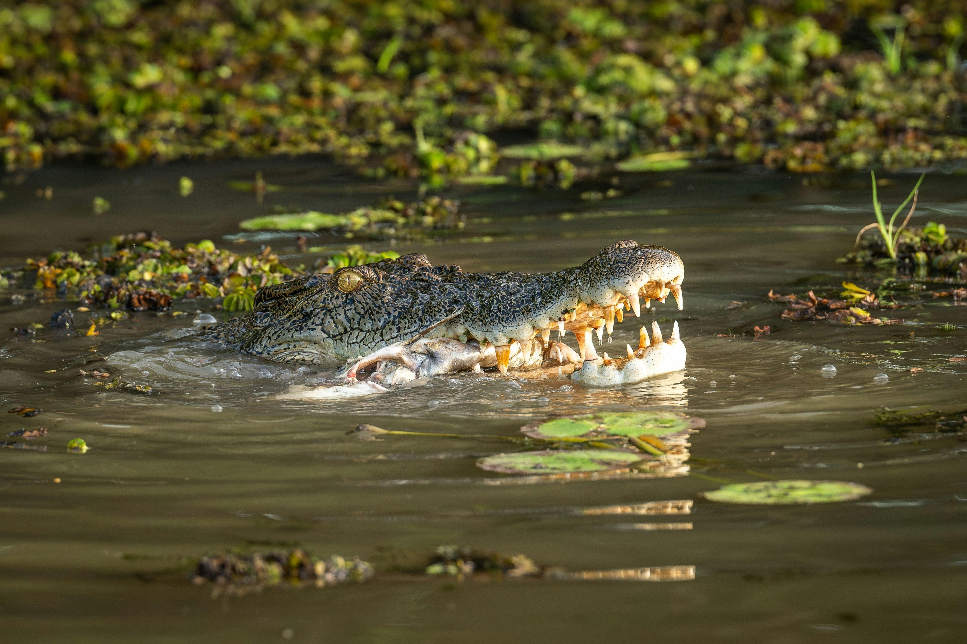 Kakadu Crocodile Tourism NT