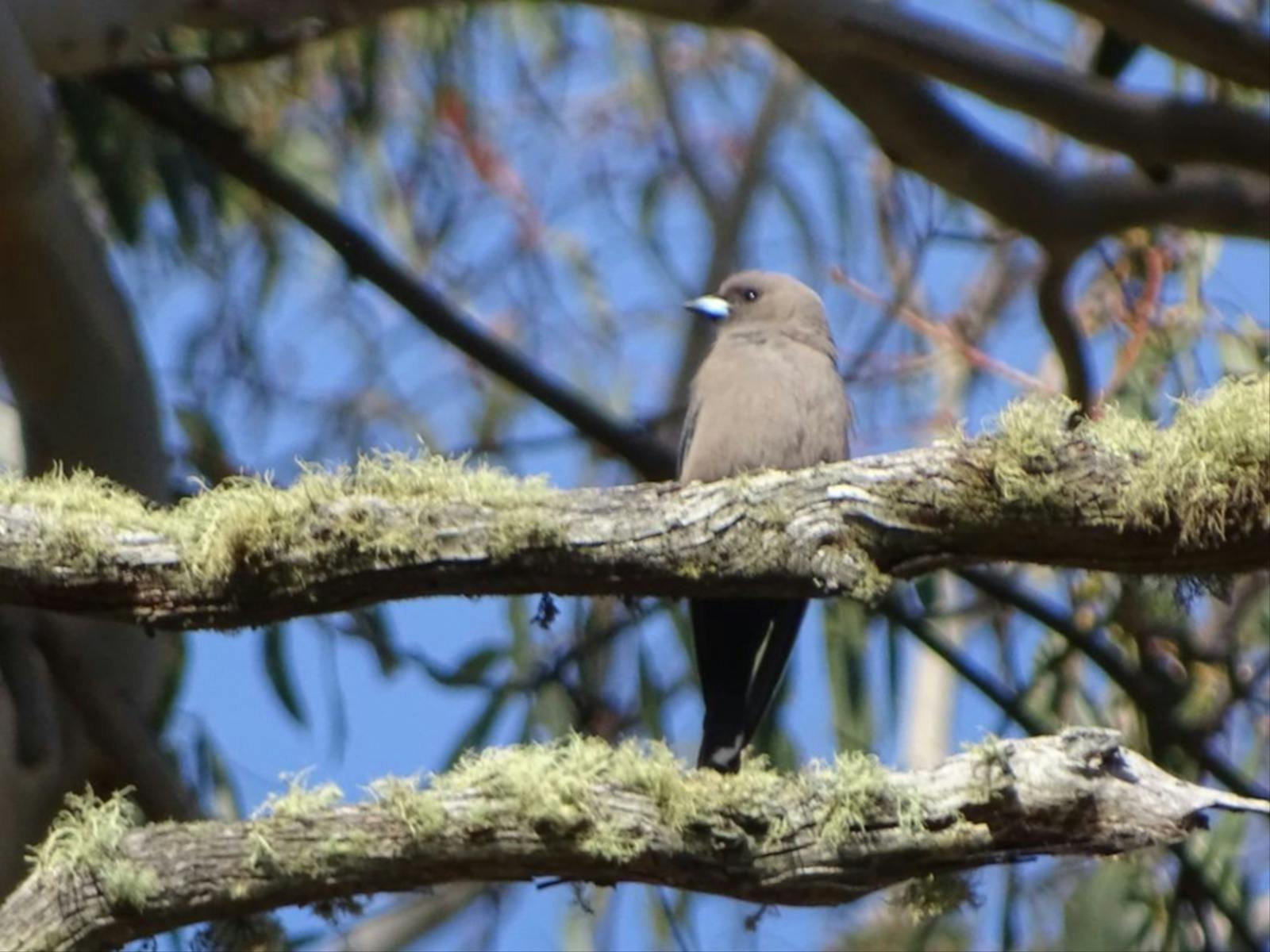 Dusky Woodswallow