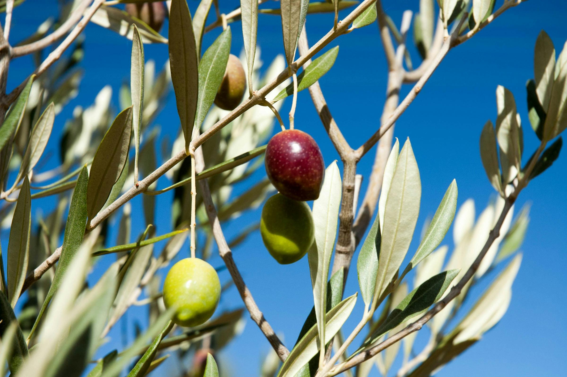 Kangaroo Island Olives. Exceptional Kangaroo Island Tours