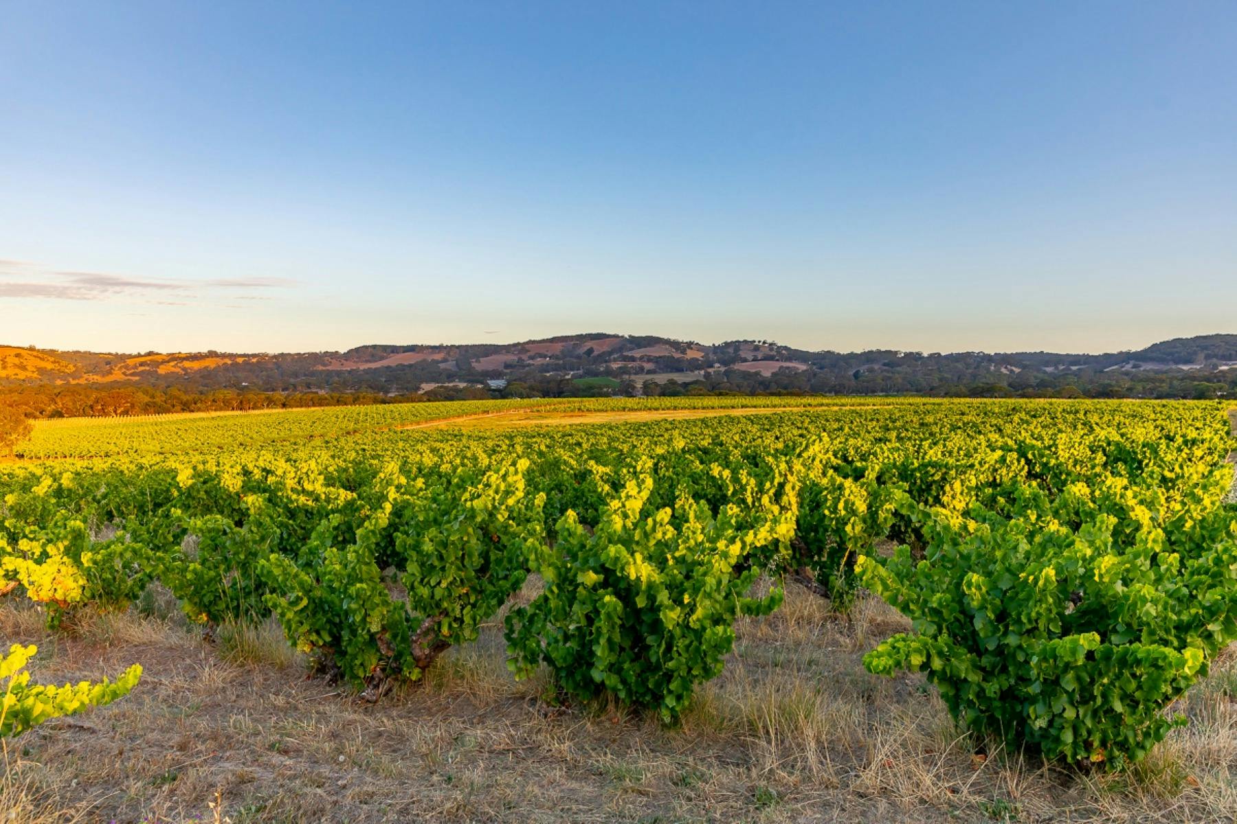 Grenache Revolution | Tasting Australia