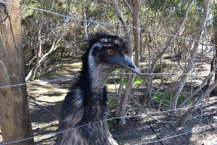 Kangaroo Island 1 Day tour (1)