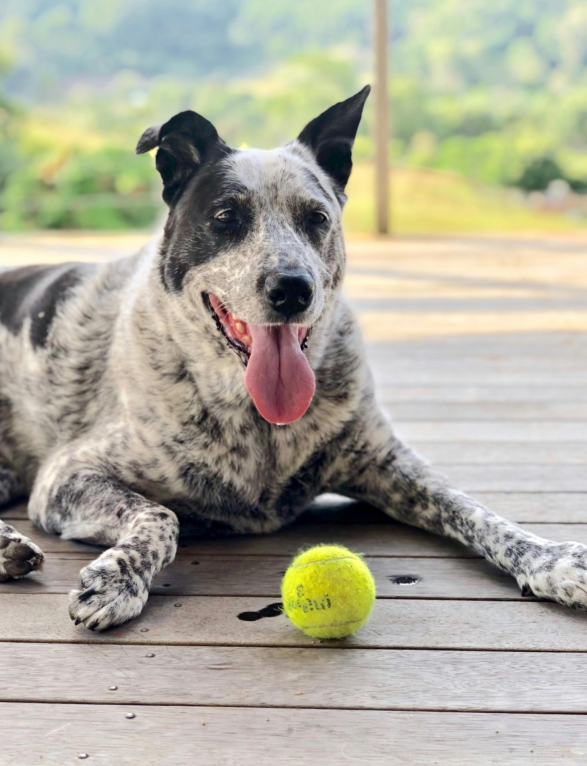 Mango Tree Cottage The Tweed Area Surrounds Visitnsw Com