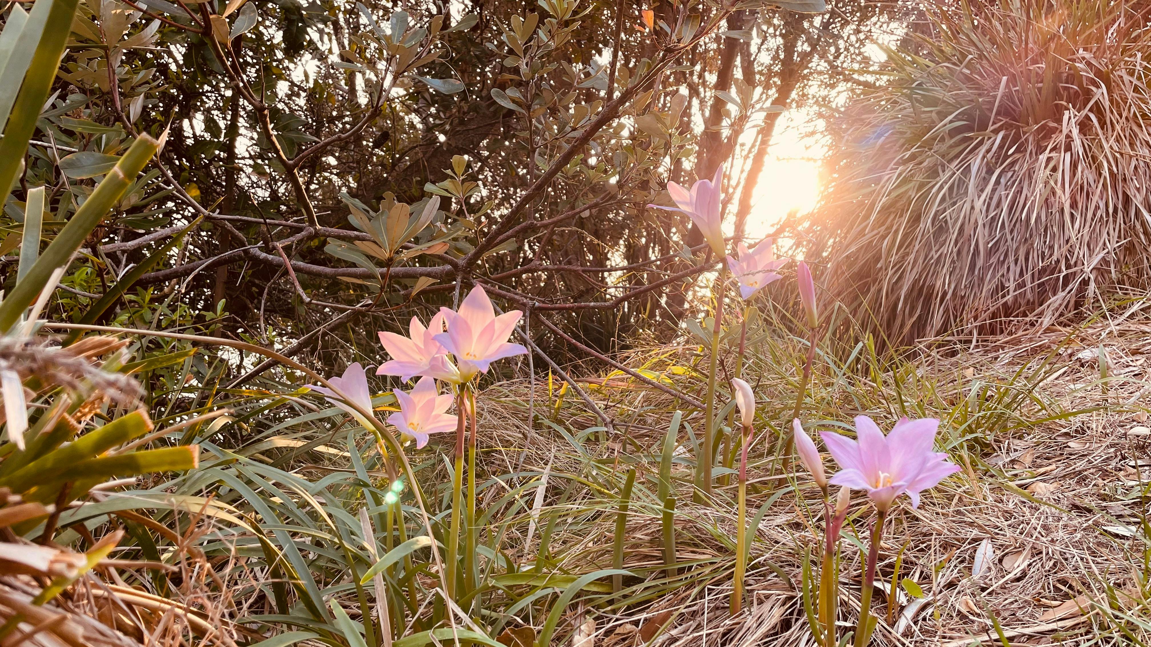 Wander Byron Lighthouse Trail