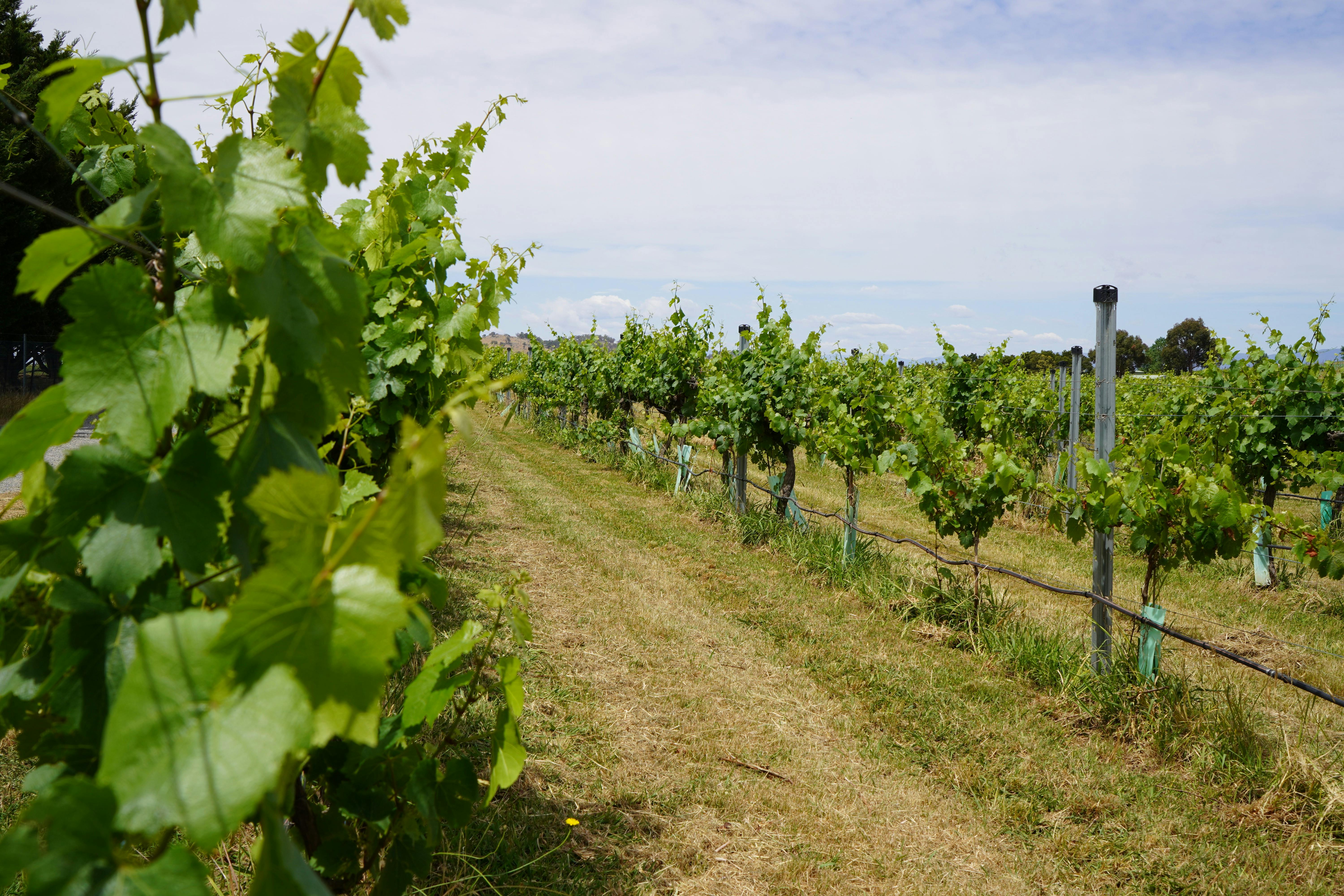 Canberra Winery Tour Canberra Sights and Wineries Tour Canberra Sightseeing Tour Canberra Vineyard