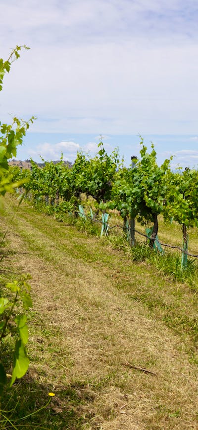 Canberra Winery Tour Canberra Sights and Wineries Tour Canberra Sightseeing Tour Canberra Vineyard