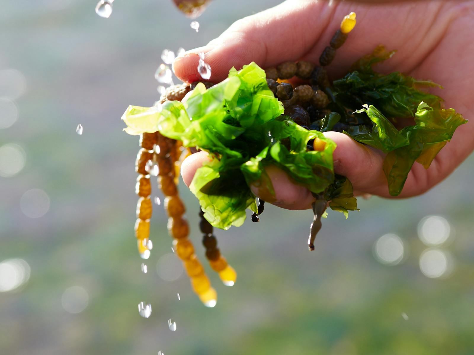 Image for South Coast Seaside Foraging Workshop