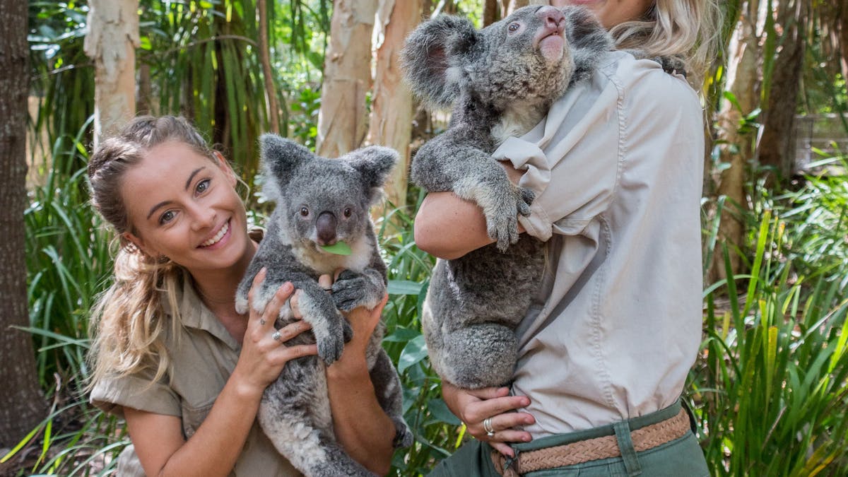 Cute koalas!