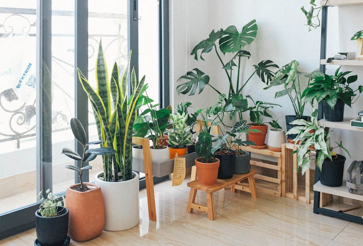 Green Republic Pop Up Plant Sale