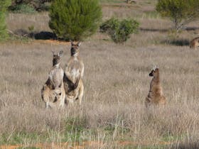 Gawler Ranges, South Auatralia