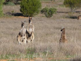 Gawler Ranges, South Auatralia